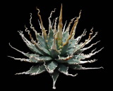 agave utahensis v eborispina 24